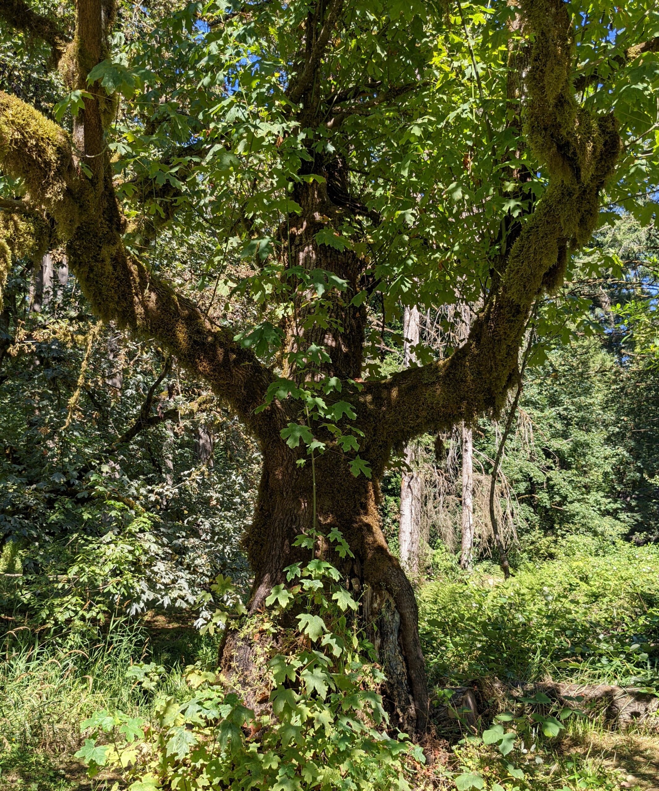 The Spiritual Life of Trees