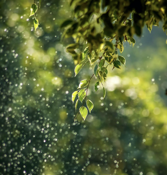 The Healing Power of Nature: 4 Ways Nature and Nature Spirit Guides Can Help Us through Grief