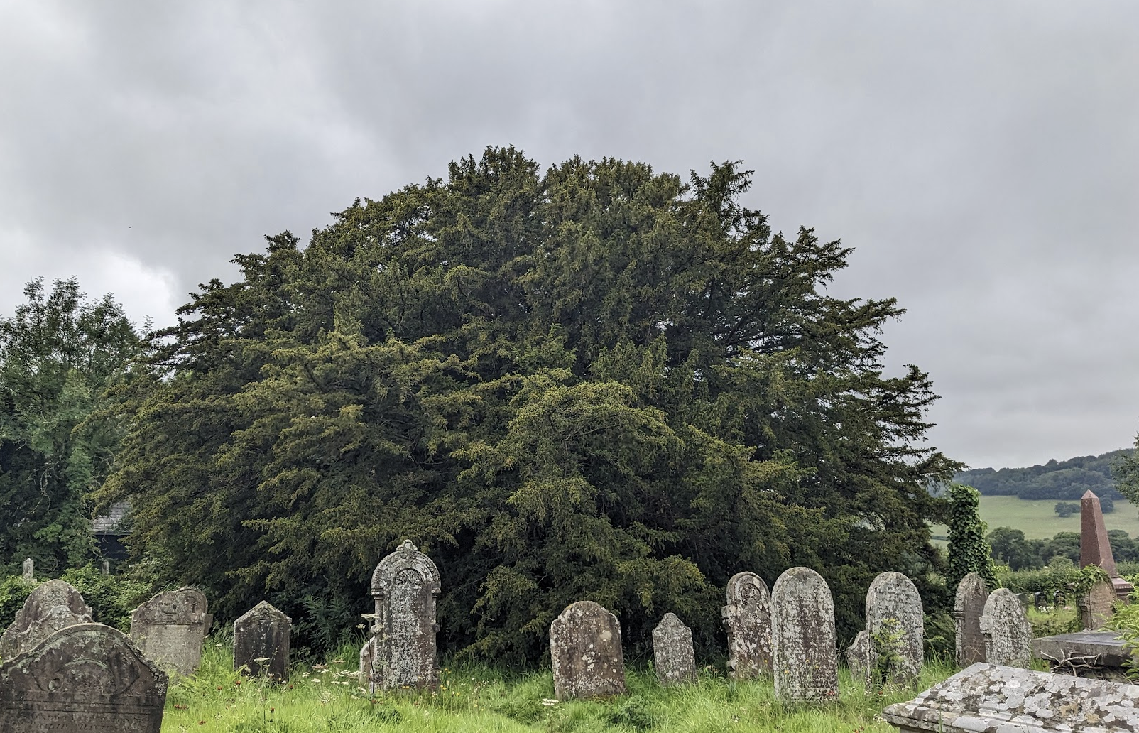 Tree Orienting with the Damanhur Pendulum